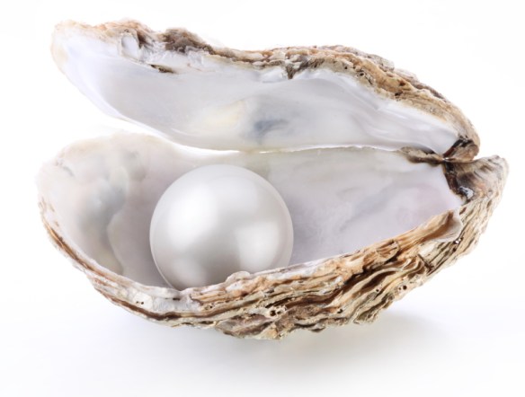 Image of a white pearl in a shell on a white background.