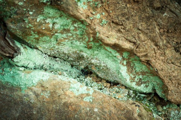 Green mold in the hollow of a rock